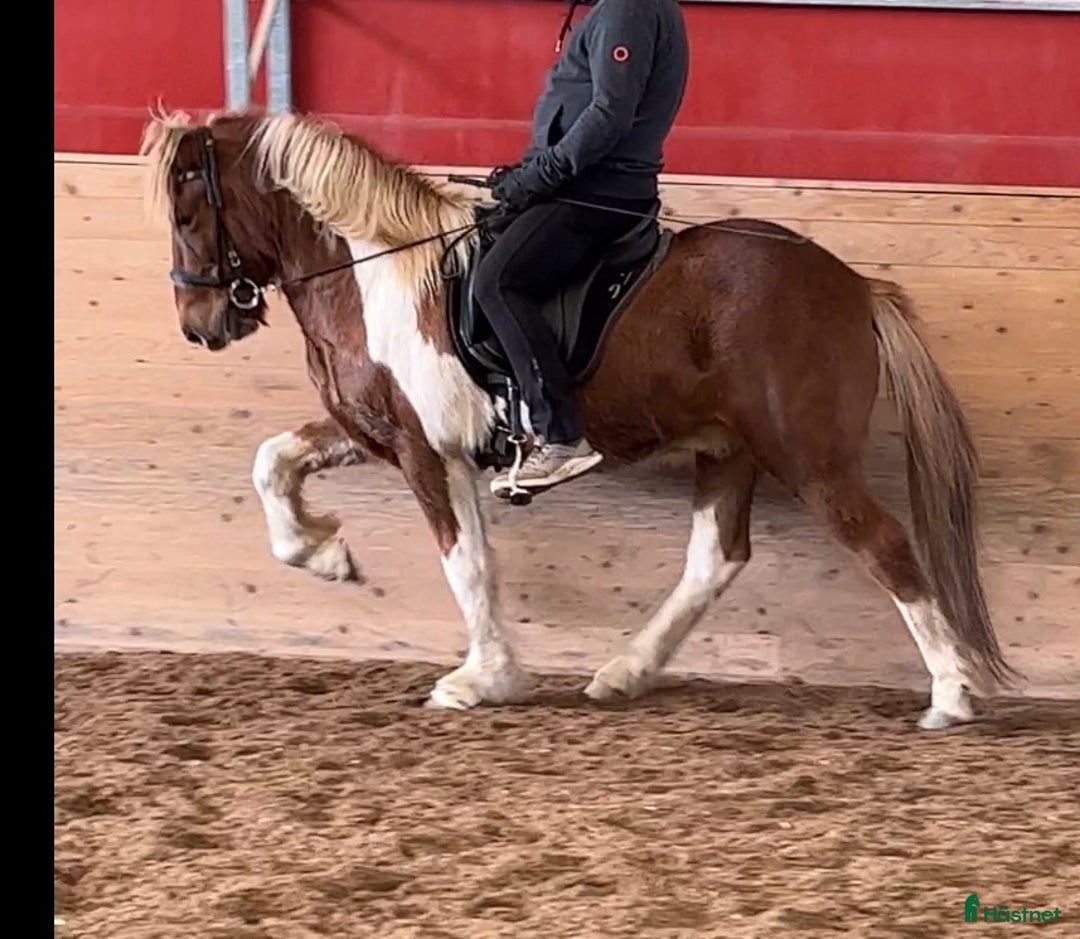 Island hästar till salu: Lyxig rolig valack  i Skinnskatteberg - Annons 3
