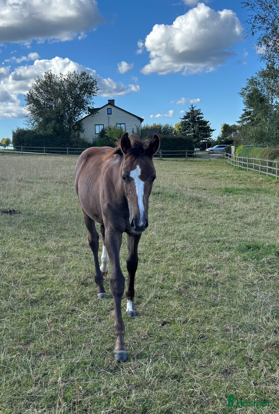 Hoppning hästar till salu: Komplett sto med prestationsmöderne i Lund - Annons 5