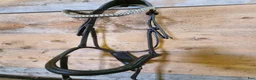 Träns hästutrustning till salu: Träns  - Annons 1
