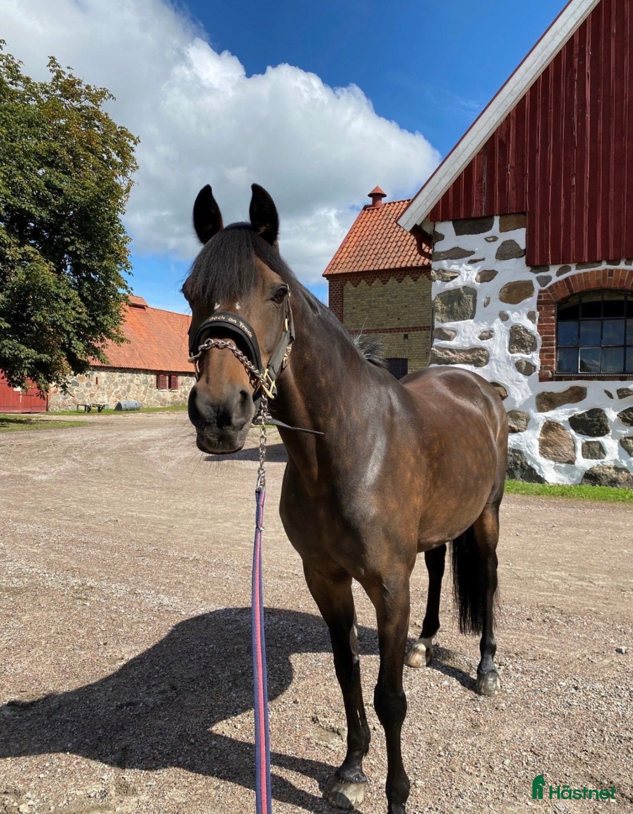  hästar Världens bästa läromästare  - Annons 12