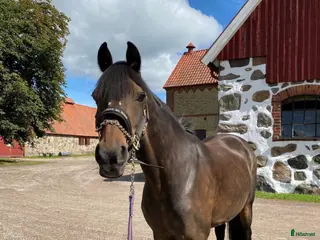 hästar Världens bästa läromästare - Annons 12