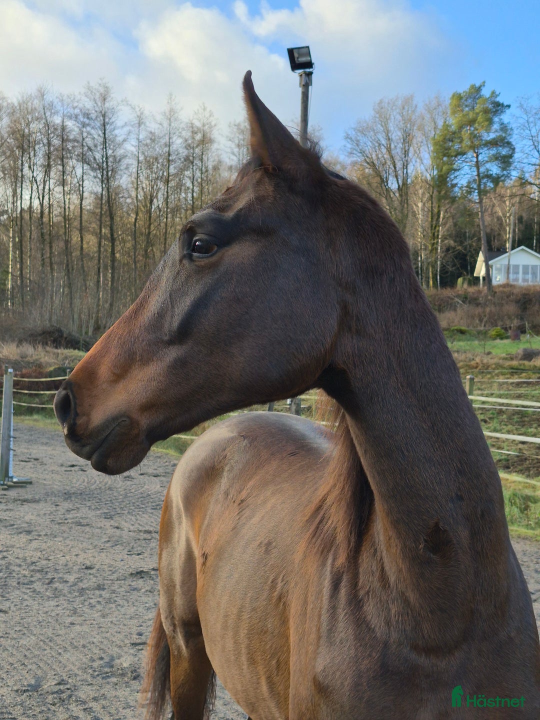 Dressyr hästar till salu: Otroligt social tjej i Horred - Annons 4