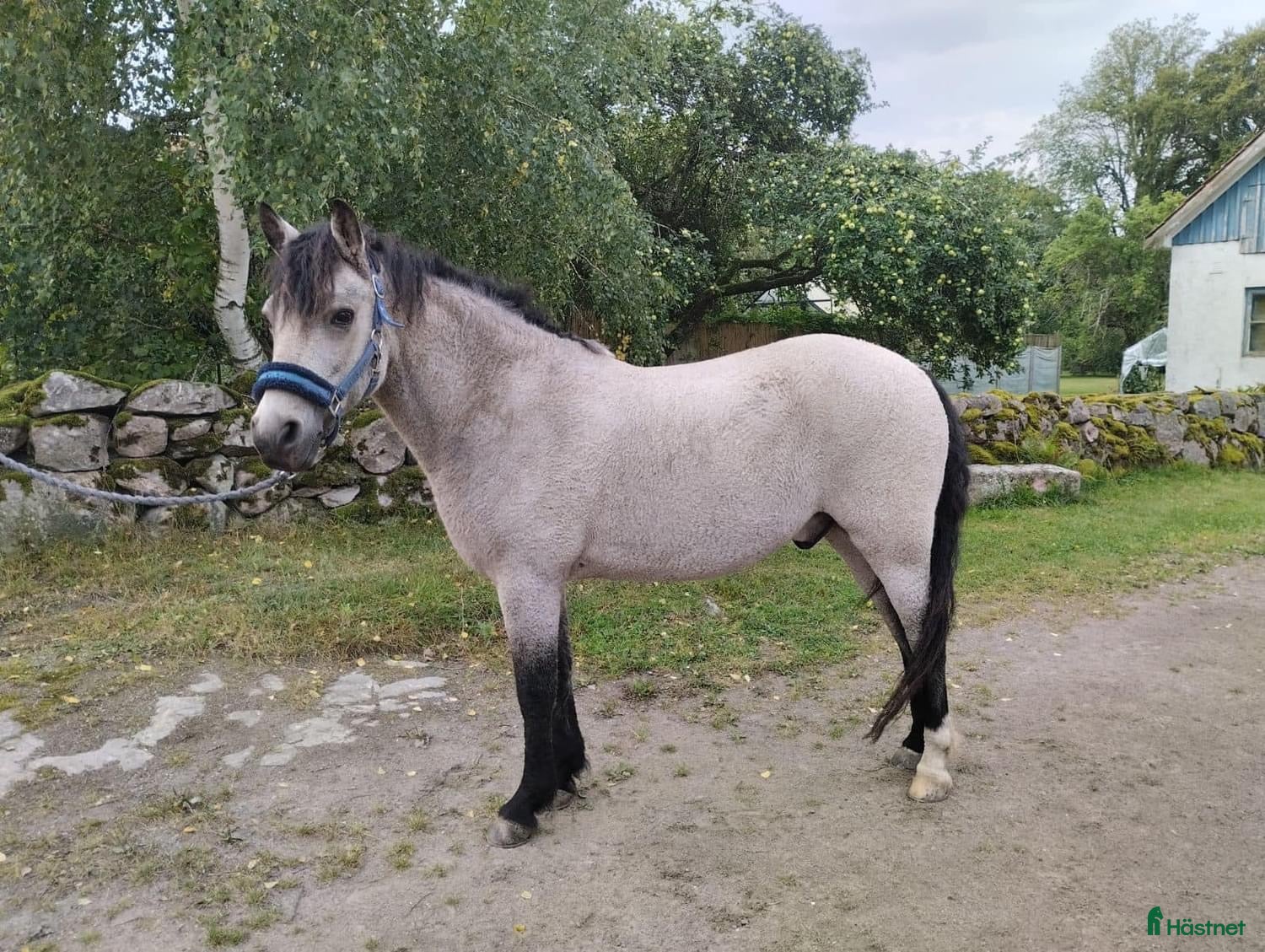  hästar Kelponnyn Yas - Annons 1