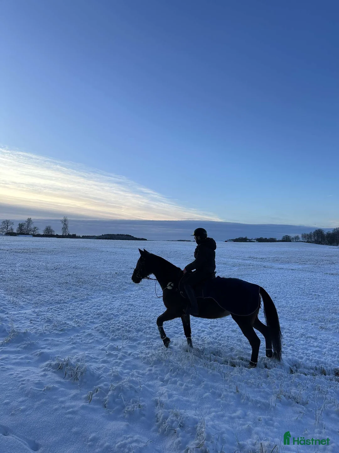 Allround hästar till salu: 🌟 Vackert sto med potential  Vanessa streamline🌟 - Annons 4