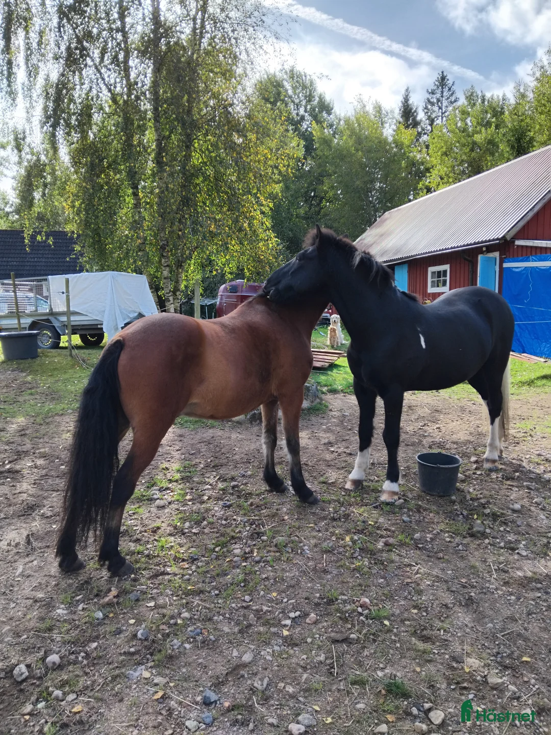Island hästar till salu: Blivande tävlingshäst? i Osby - Annons 3