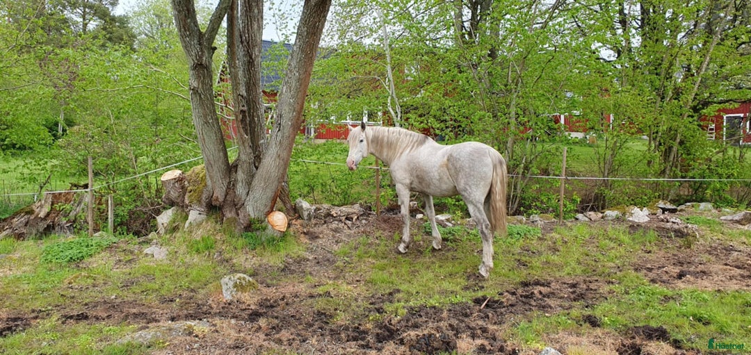 Avel hästar till salu: Cleo för avel och lättare ridning i Broby - Bild 5