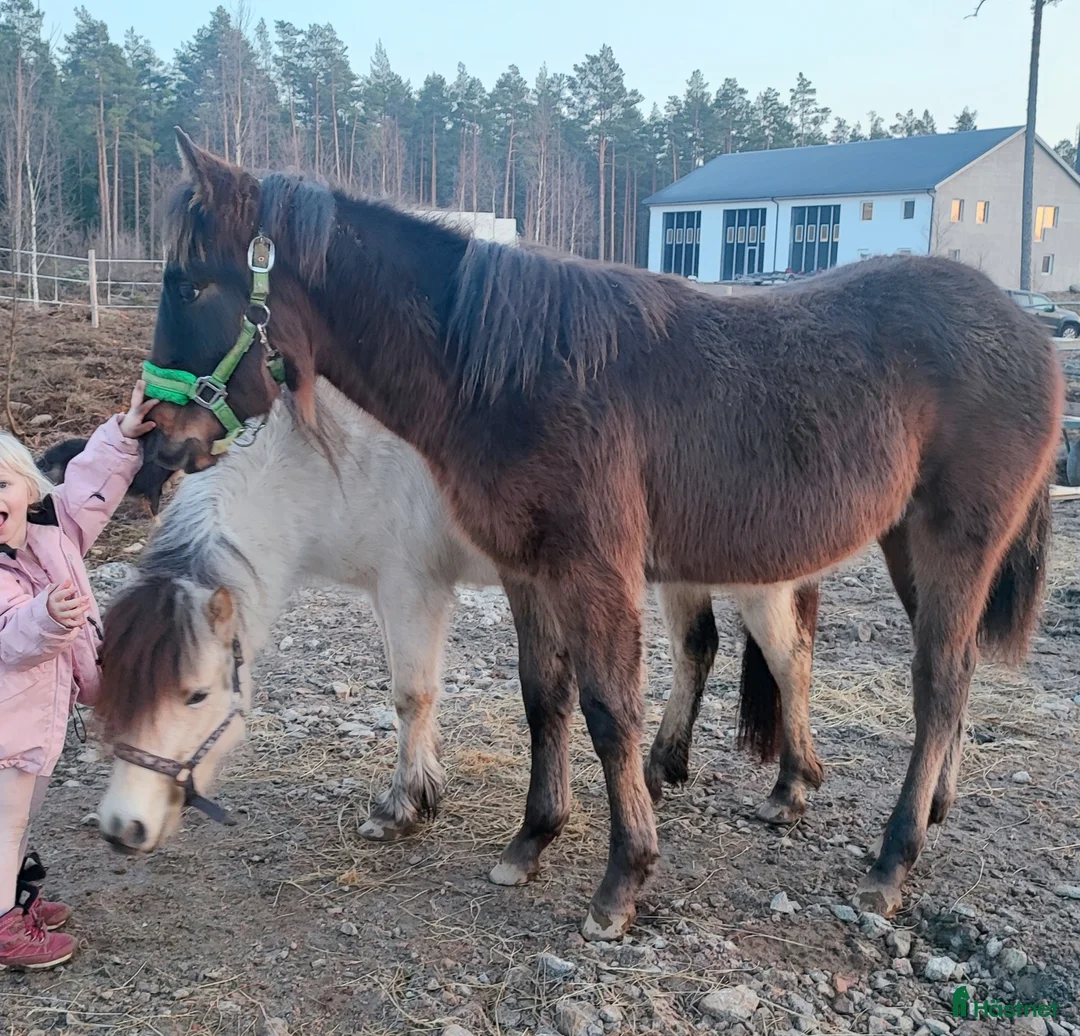 Allround hästar till salu: Snäll och go kille  - Annons 2