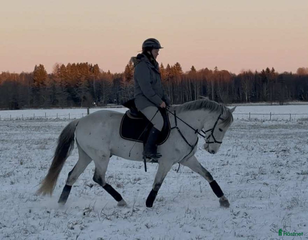 Allround hästar till salu: Mycket fin valack med stor kapacitet i Sala - Annons 5