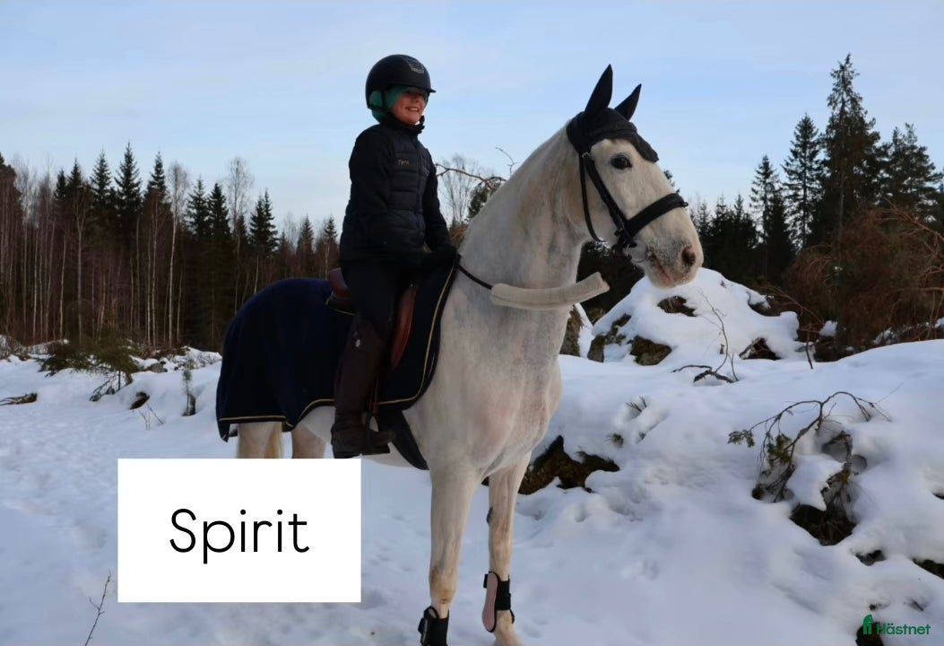  hästar LÄROMÄSTARE ✨️🦄 i Lindesberg - Annons 10