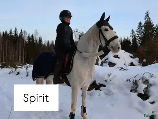 hästar LÄROMÄSTARE ✨️🦄 i Lindesberg - Annons 15