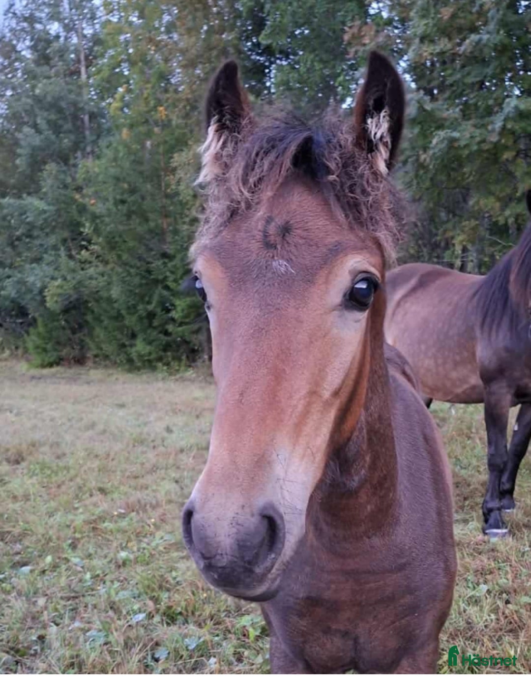 Trav hästar till salu: Toppstammat kallblodsföl  i Brunflo - Annons 4