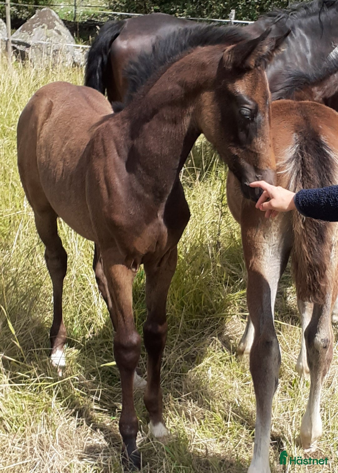 Hoppning hästar till salu: Premieföl i Linderöd - Annons 2