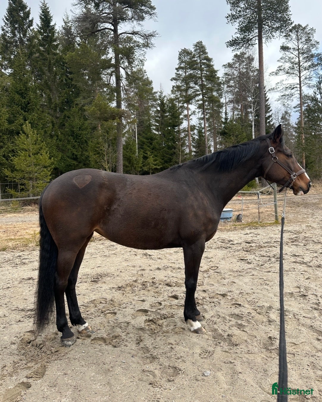  hästar Hoppglad bästis - Annons 3