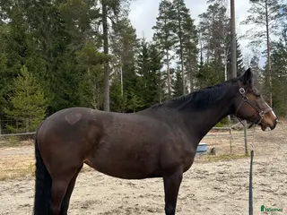 hästar Hoppglad bästis - Annons 3