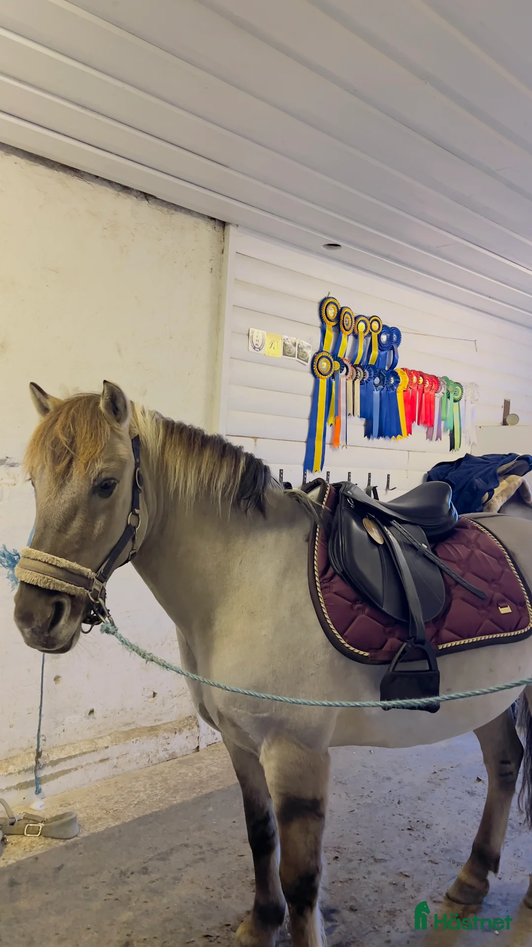 Allround hästar till salu: Käck ponny  - Annons 5