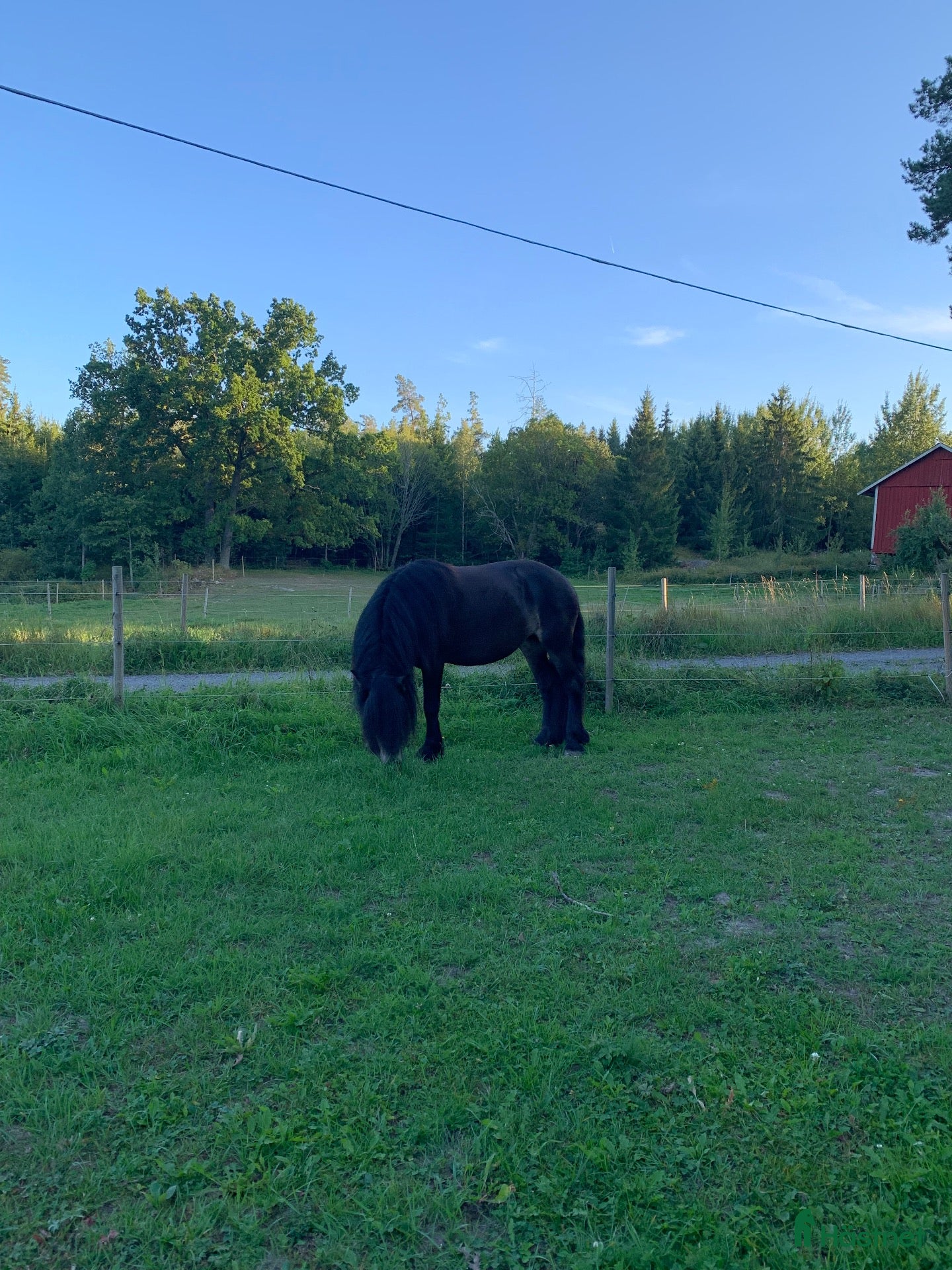  hästar Nyfiken social fyraåring  - Annons 6
