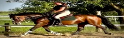 Allround hästar till salu: Mila – 10-Year-Old Beautiful Versatile Family Mare - Annons 8