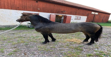  hästar i Varnhem - Annons 2