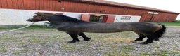 Allround hästar till salu: Ett litet charmtroll säljes!  - Annons 3