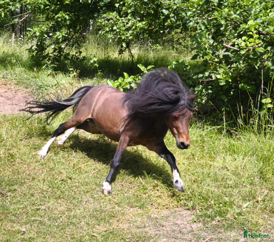 Övrigt hästar till salu: AMHA HINGST 5 år i Tjällmo - Annons 19