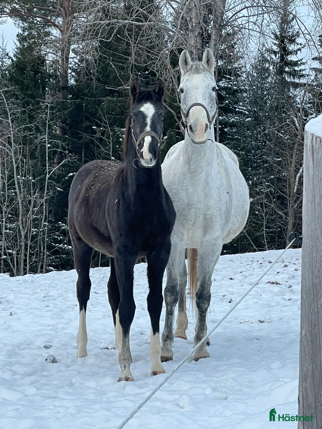 Hoppning hästar till salu: Sto -25 e. Special One - Cartier 🌟 - Annons 3