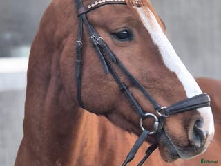 hästar Swb kille med utstrålning i Askersund - Annons 3
