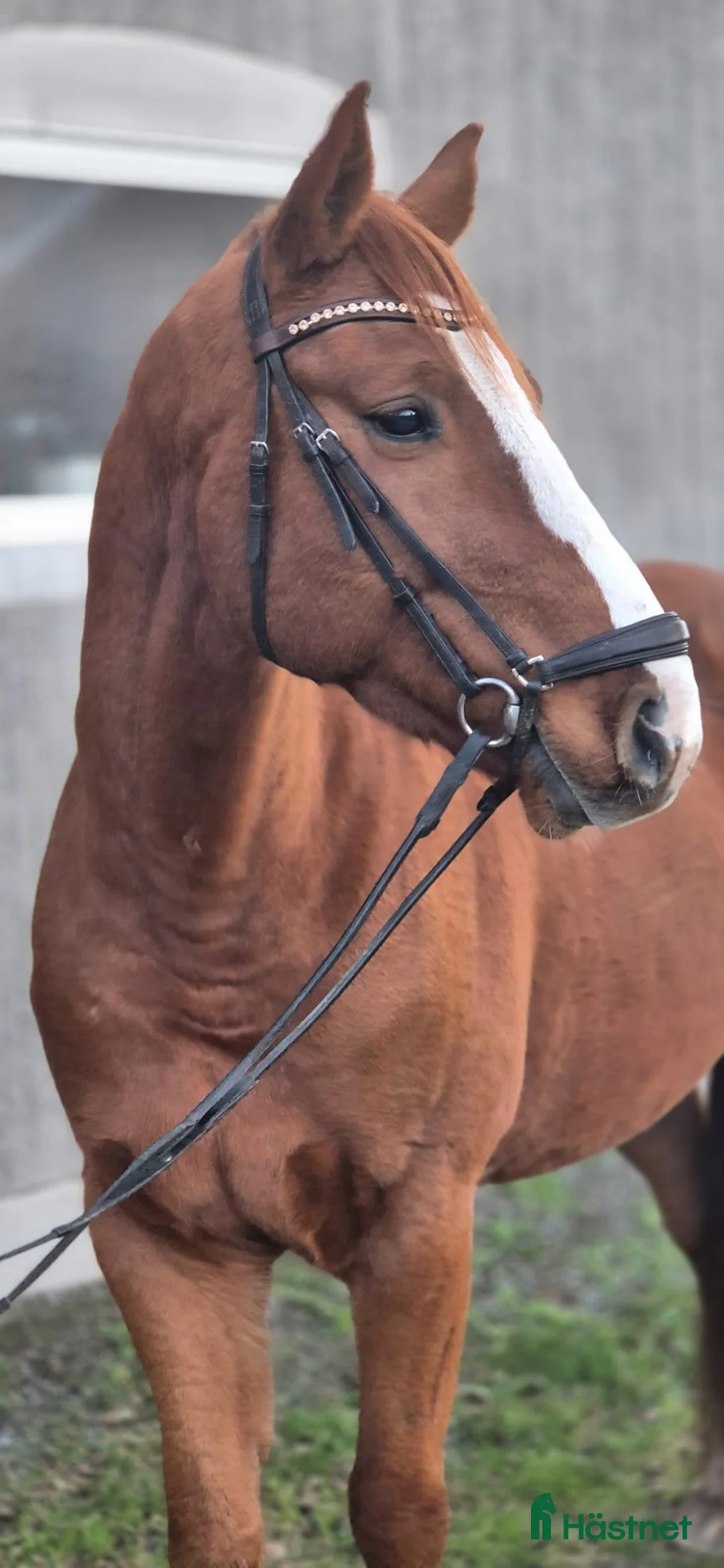 Allround hästar till salu: Swb kille med utstrålning i Askersund - Annons 1