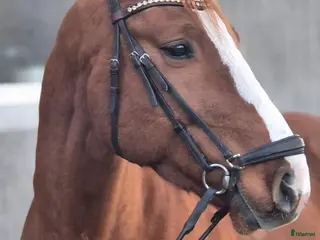 Allround hästar till salu: Swb kille med utstrålning i Askersund - Annons 1