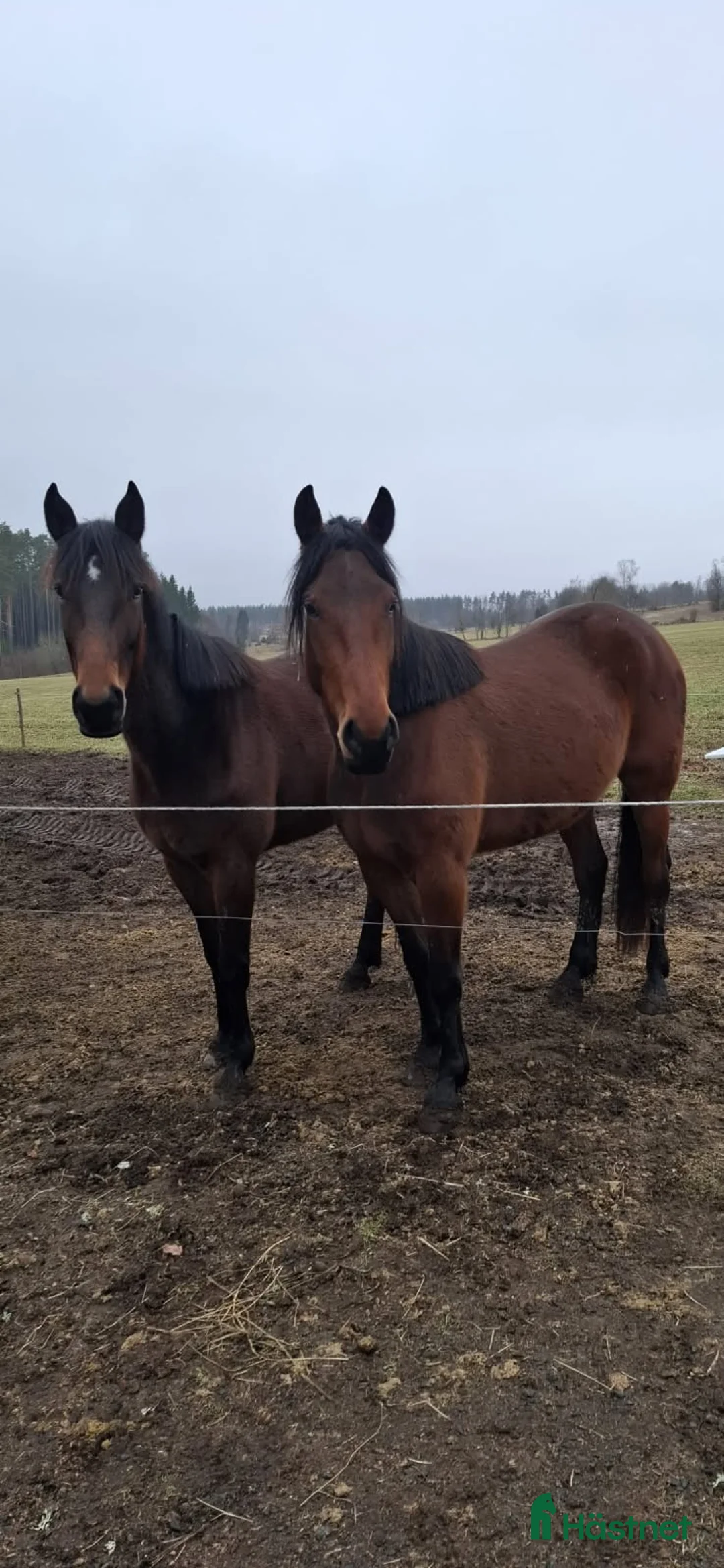 Allround hästar till salu: 4åriga varmblodstravare i Aneby - Annons 2