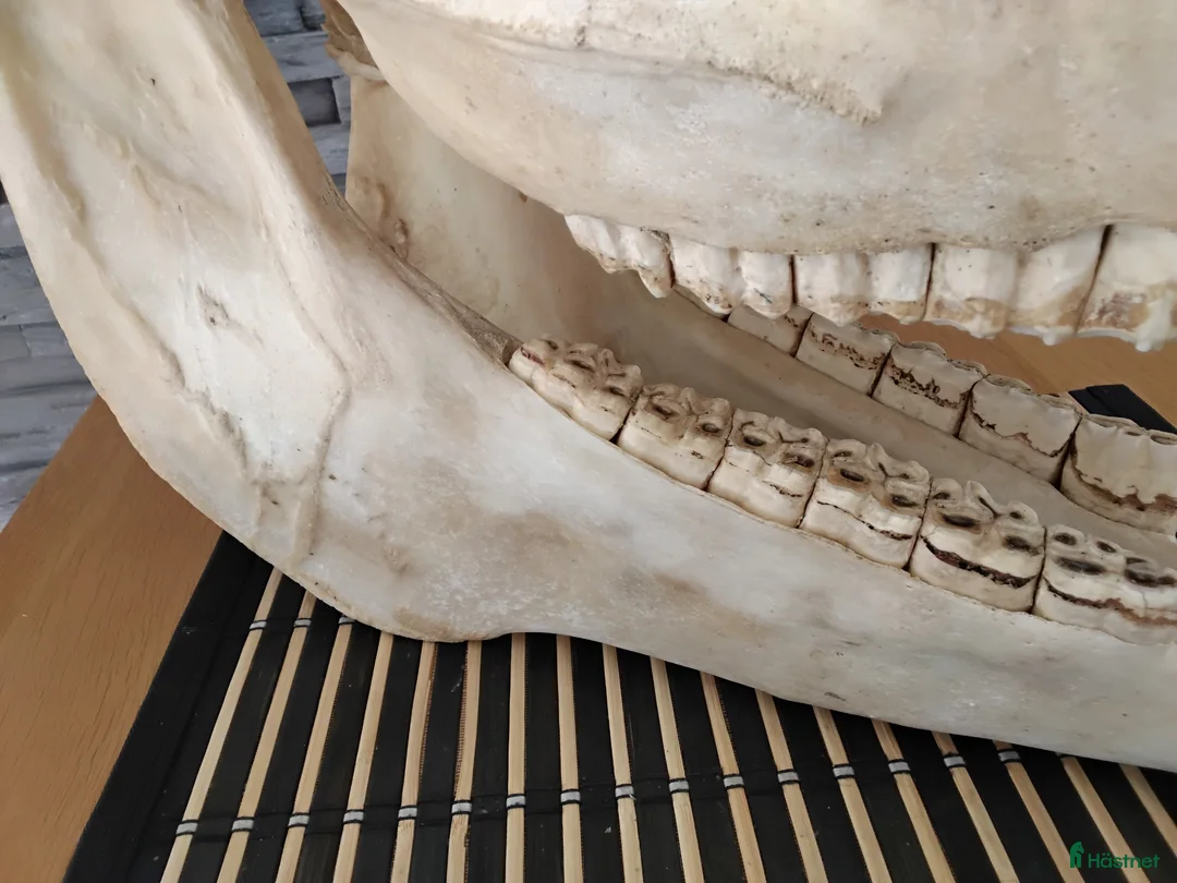 Hästinspirerad heminredning övrig utrustning till salu: Hästkranium - Annons 5