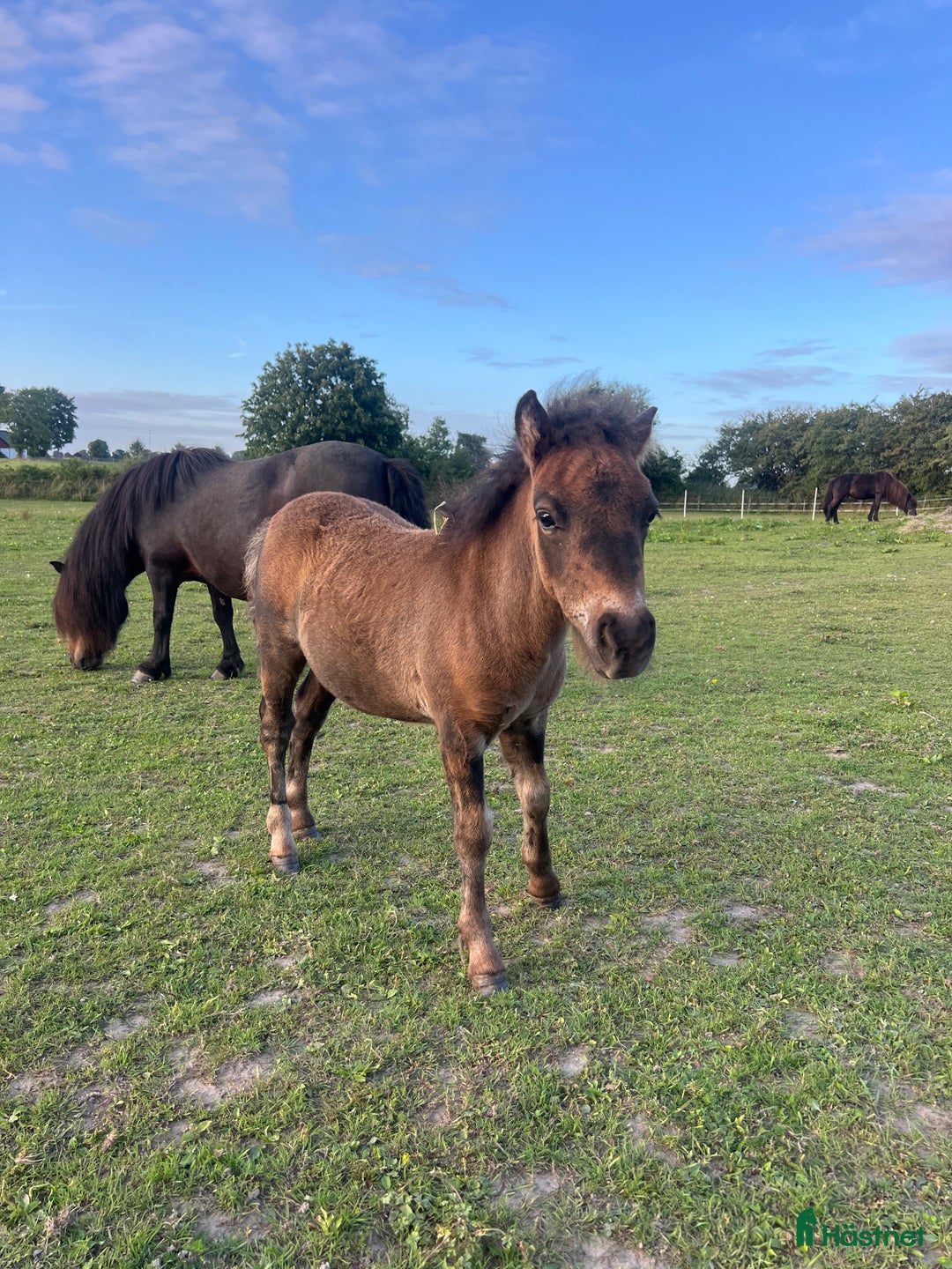 Allround hästar till salu: Lovande bruksponny i Vollsjö - Annons 7