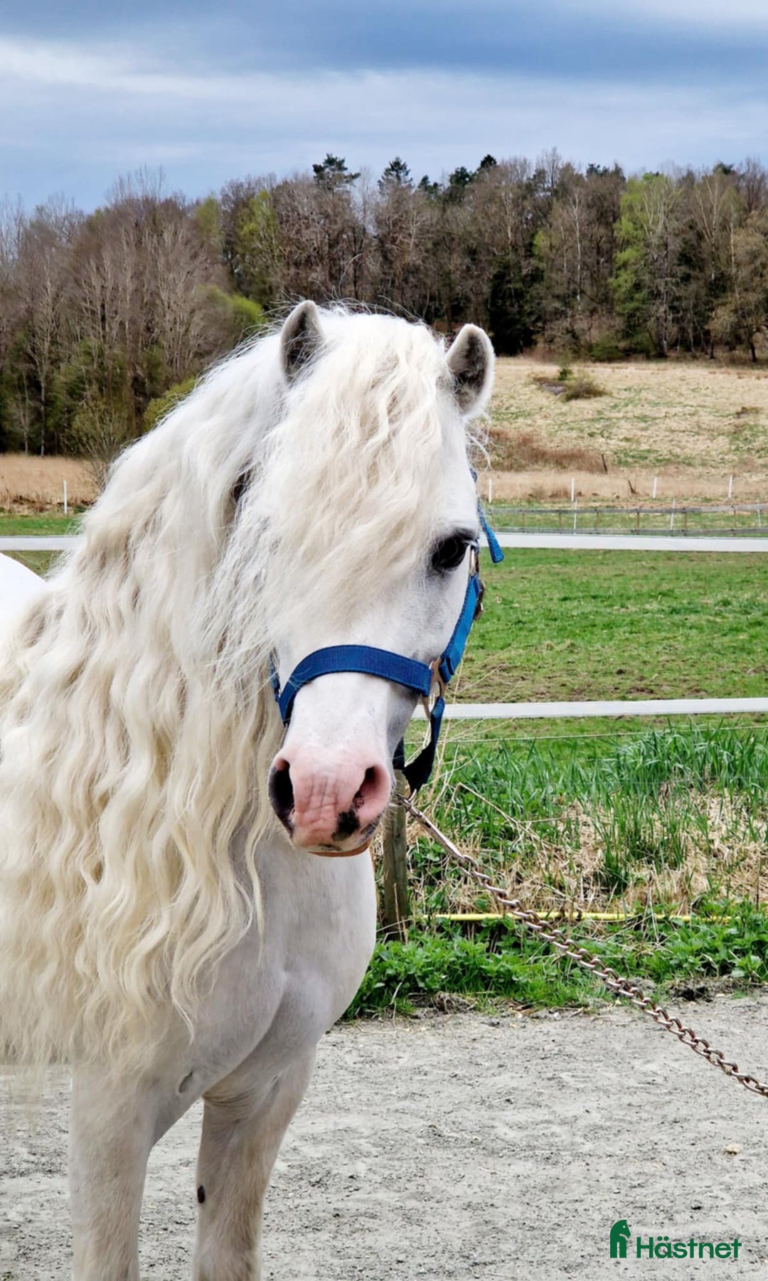 Allround hästar till salu: Framåt welsh mountainkille i Stenkullen - Annons 11