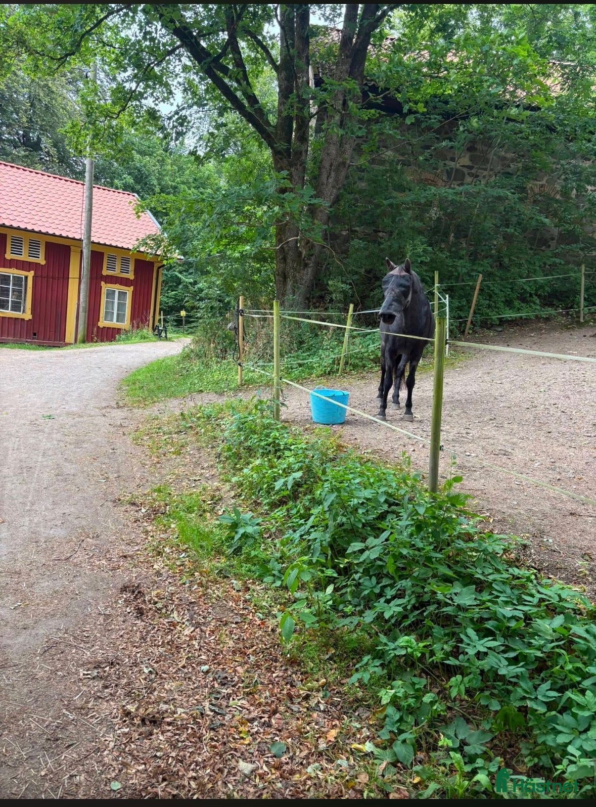  stallplats LEDIG BOX i stans mysigaste stall! - Annons 1