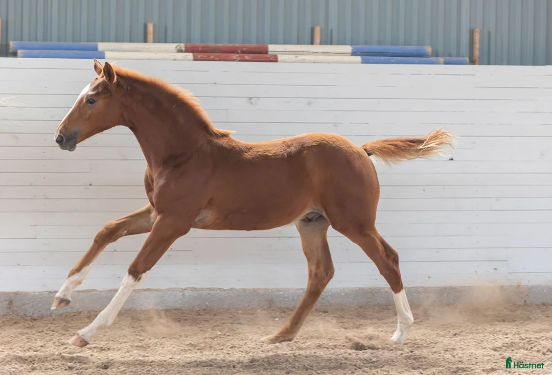 Hoppning hästar till salu: Blivande stjärna⭐⭐ i Tierp - Annons 3