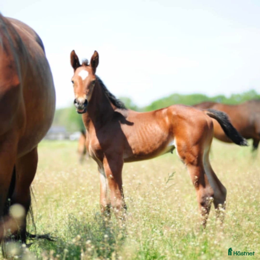 Avelshästar hästar till salu: Avelssto e Bamako de Muze dräktig med Cascadello I i Eskilstuna - Annons 4