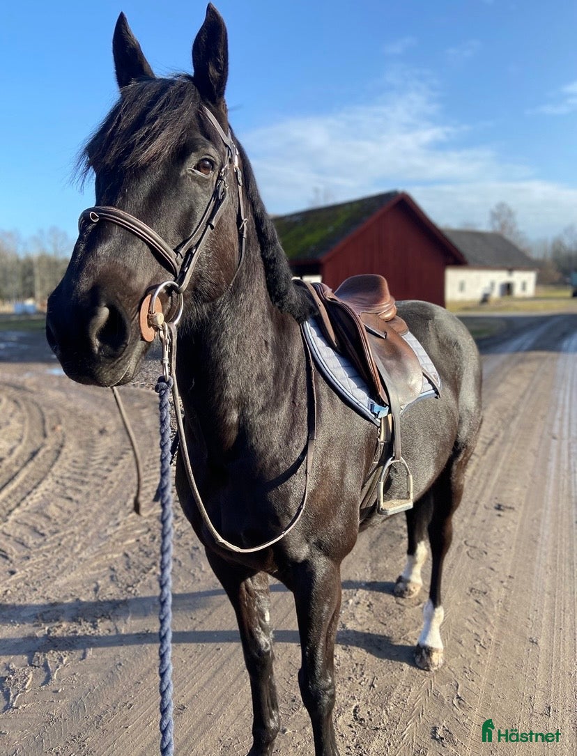  hästar Projekt irländsk sporthäst  - Annons 10