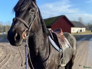 hästar Projekt irländsk sporthäst - Annons 10