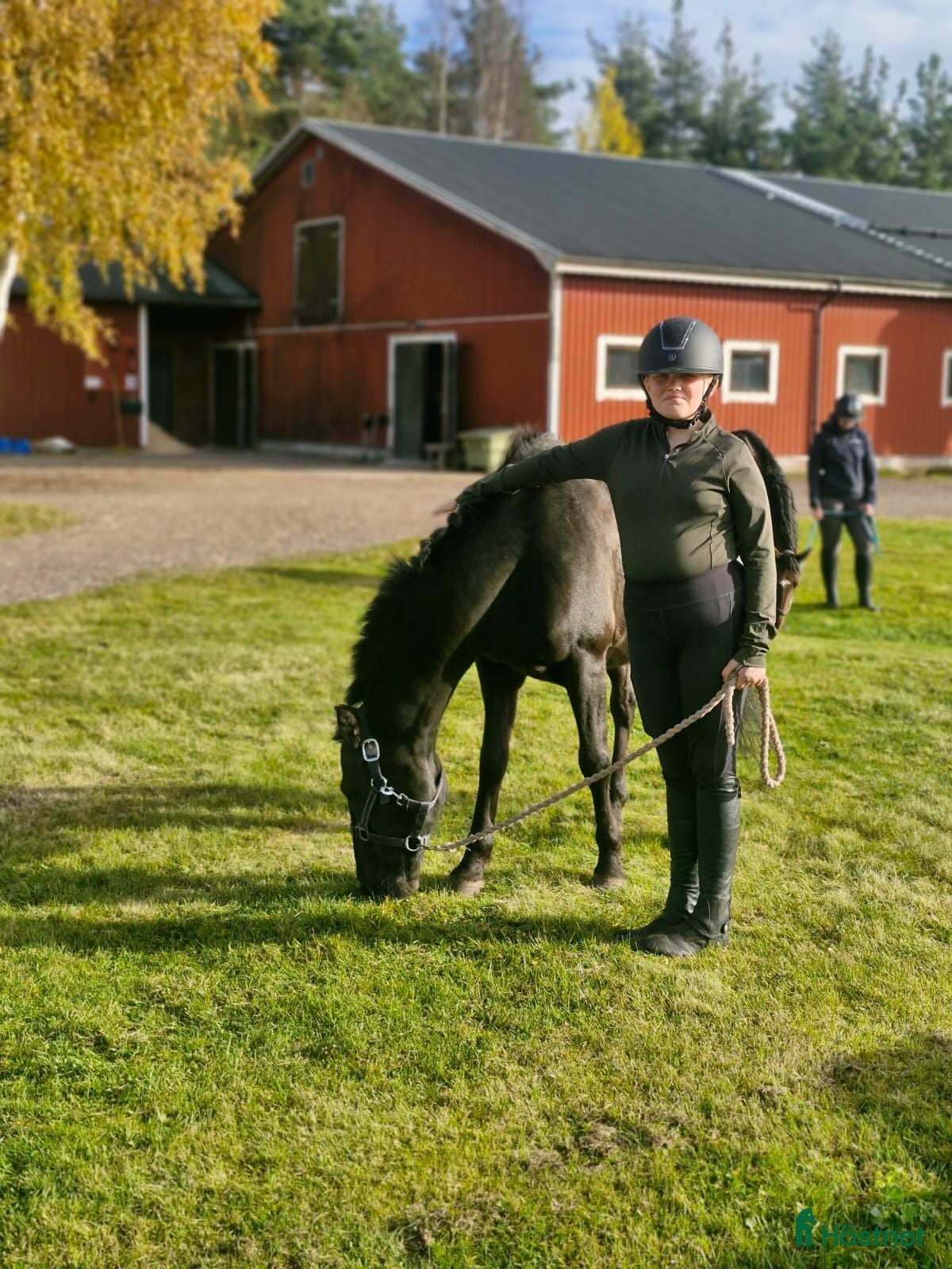  hästservice Söker familje ponny/häst eller läromästare! - Annons 1