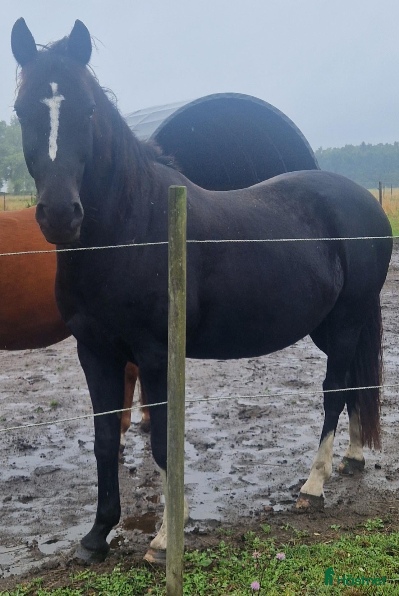  hästar Fin valack ❤️ - Annons 2