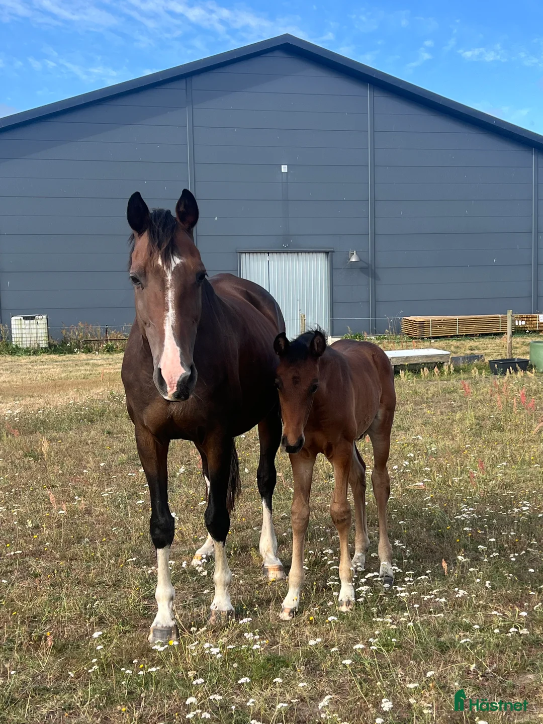 Hoppning hästar till salu: Superfint sto e: Tenor du Gue  i Ludvigsborg - Annons 7