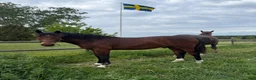 Hoppning hästar till salu: Välstammad fin åring!  - Annons 1