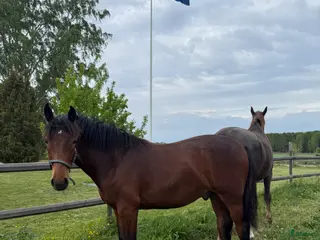 hästar Välstammad fin åring! - Annons 1