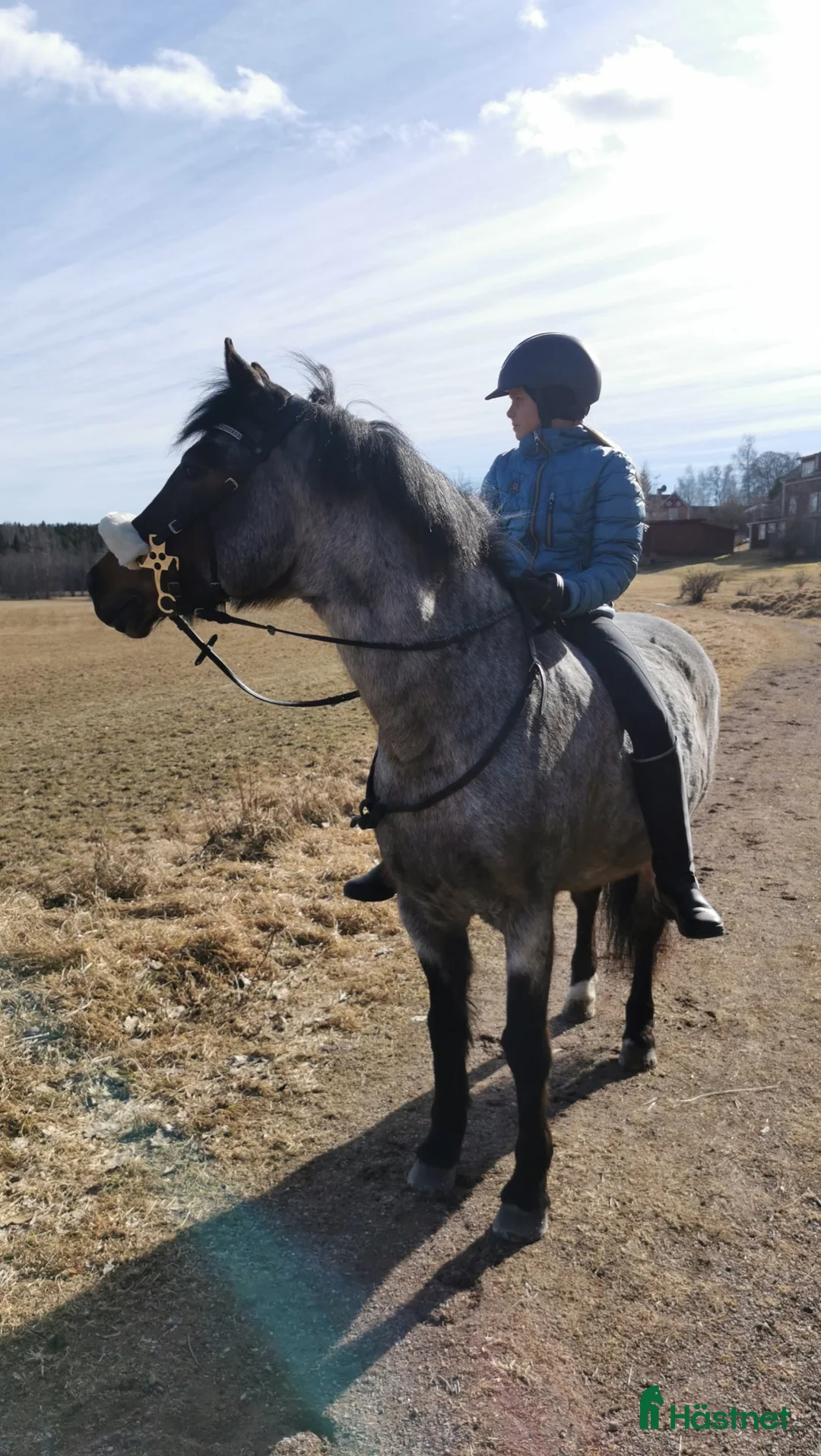 Allround hästar till salu: Fin bästa vän 💞  - Annons 2