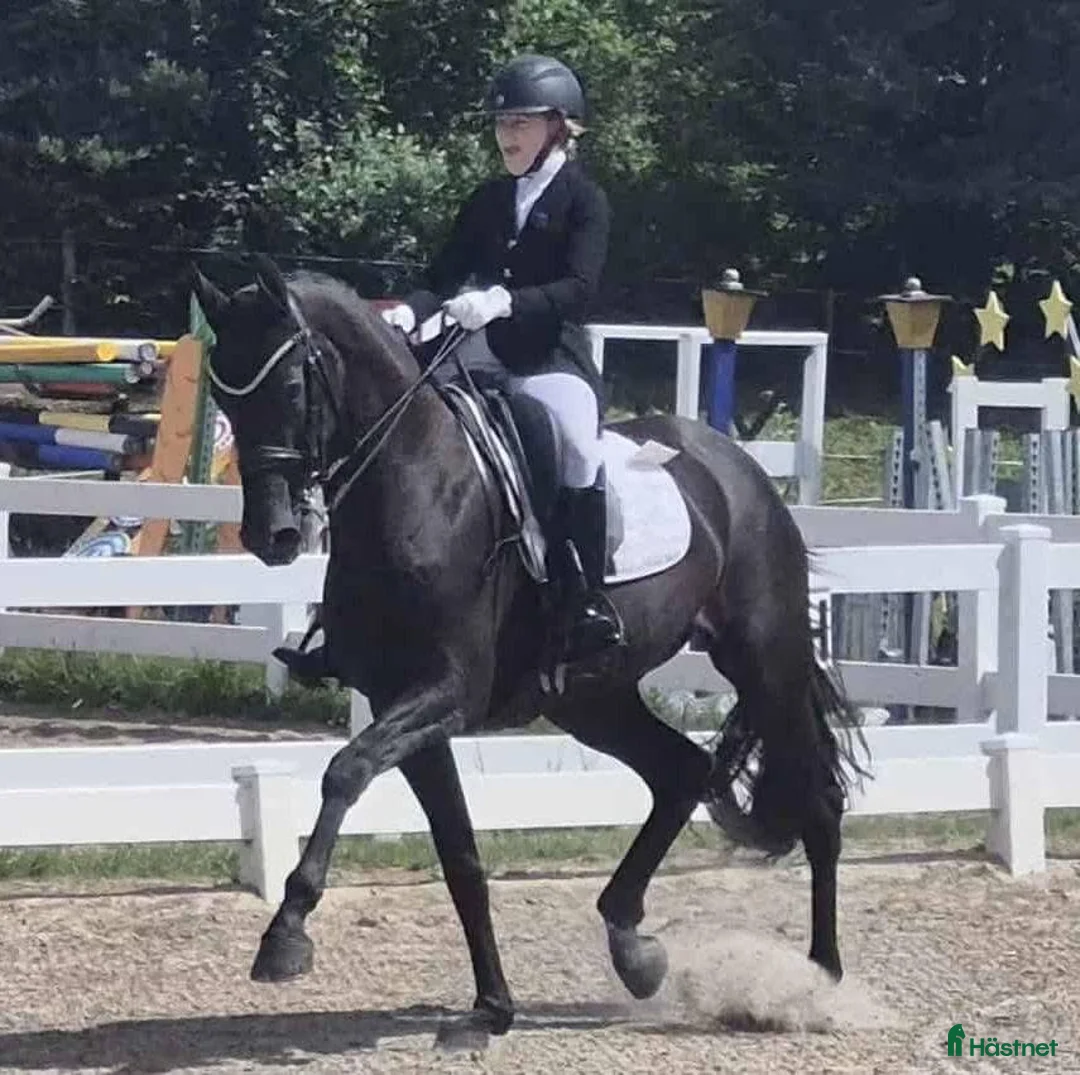 Dressyr hästar till salu: Grand Prix prospect  i Viborg - Annons 1