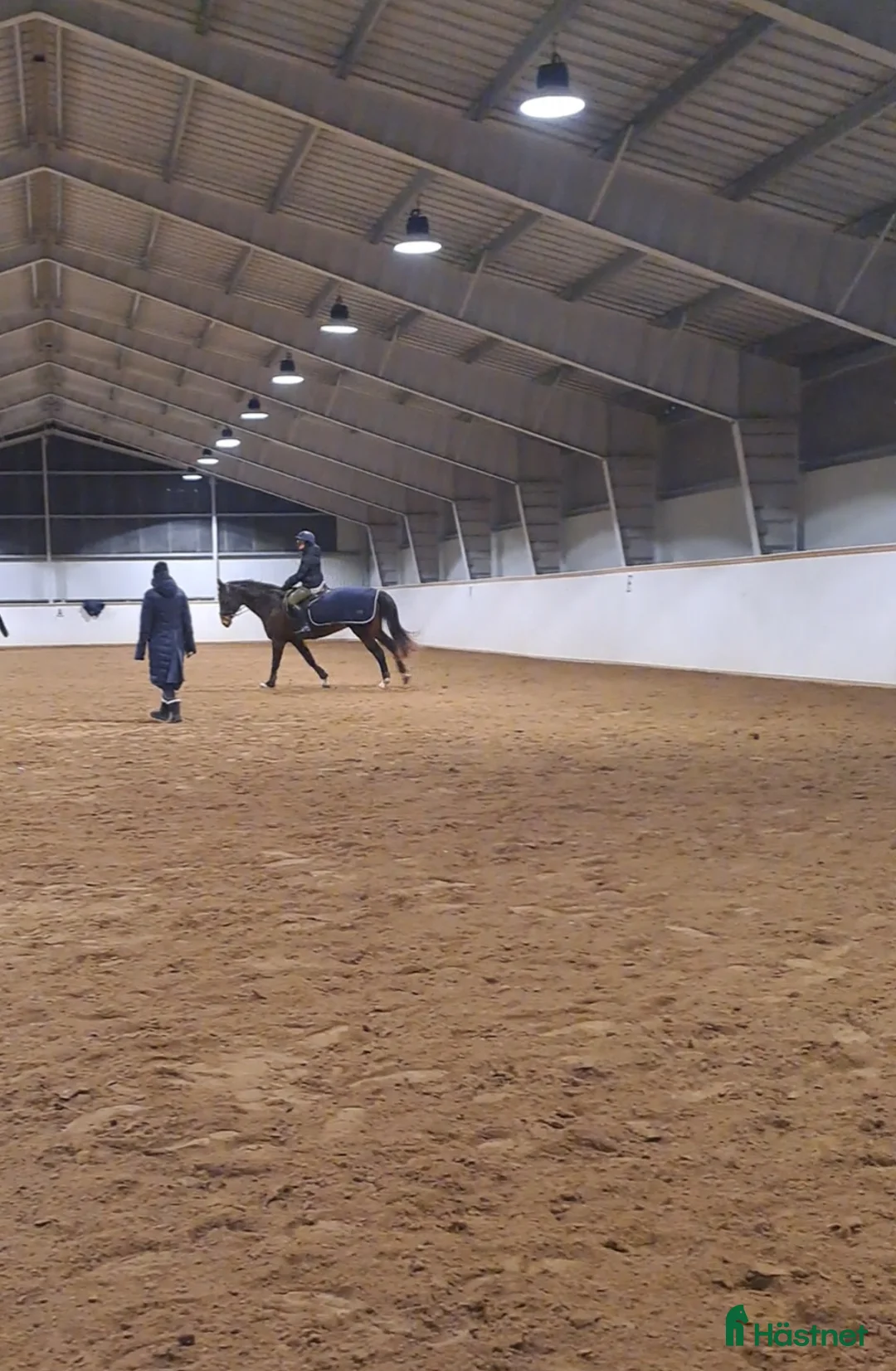 Allround hästar till salu: Exklusive hoppy häst  - Annons 4