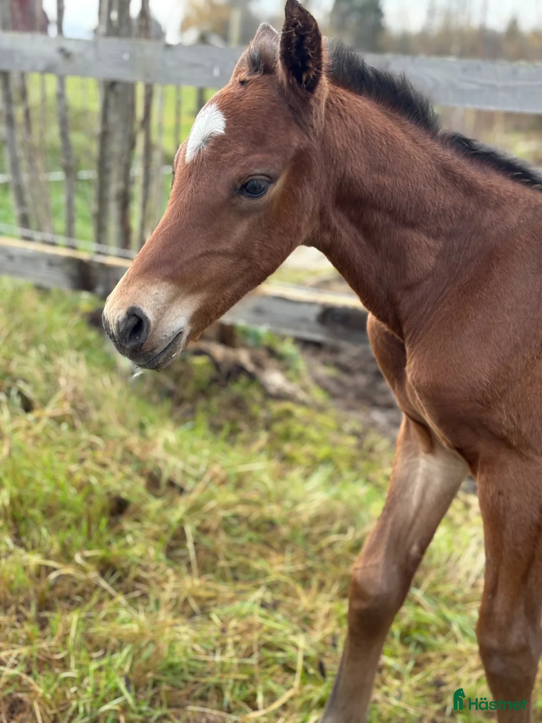 Allround hästar till salu: Trevlig framtida kompis till hobby eller tävling - Annons 6