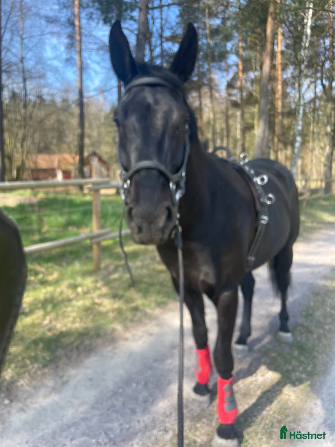 Hoppning hästar till salu: Projekt  i Knislinge - Annons 2