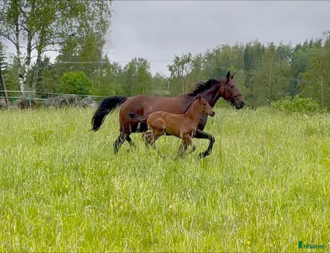 Trav hästar till salu: Fölsto dräktigt med Fame And Glory i Mellösa - Annons 2