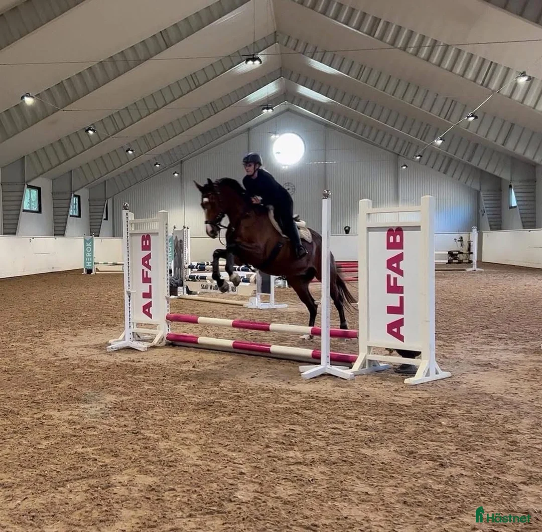  foderhäst finnes: Halv/helfodervärd SWB-valack i Örebro - Annons 3