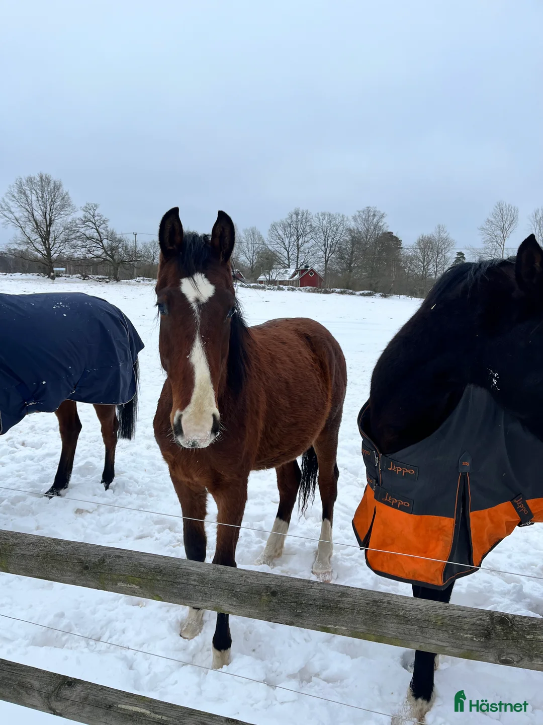 Hoppning hästar till salu: 2 åring e Captain Cooper - Annons 1